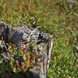 A dead tree's stump