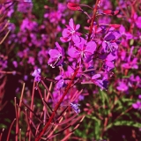 Fireweed