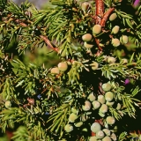 Juniper berries