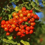 Rowan berries