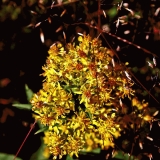 Kultapiisku (Solidago virgaurea)