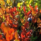 Tundra bilberry (Vaccinium uliginosum)