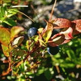 Mustikka (Vaccinium myrtillus)