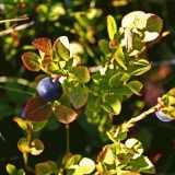 Mustikka (Vaccinium myrtillus)