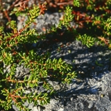 Variksenmarjan (Empetrum nigrum) oksia