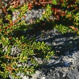 Crowberry (Empetrum nigrum) branches