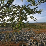 Dwarf birch (Betula nana)