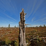 A charred snag