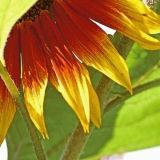 Auringonkukka (Helianthus annuus)