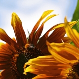 Sunflower (Helianthus annuus)