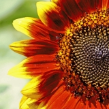 Sunflower (Helianthus annuus)