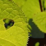 Saw edge on a leaf