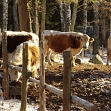 Real cows neighboring the 