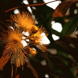 Rose apple (Syzygium jambos)