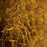 Close up on a plant's roots