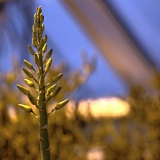 Viuhka-aloe (Aloe plicatilis)