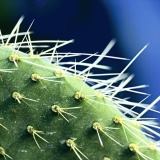 Prickly pear (Opuntia leucotricha)