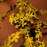 Canary broom (Teline canariensis)