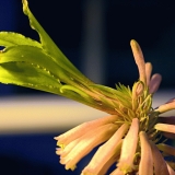 Sand lily (Veltheimia capensis)