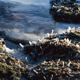 Icicles on waterside vegetation