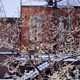 Snowy trees