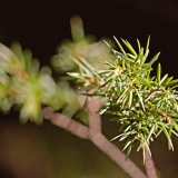 Needles of a juniper (Juniperus communis)