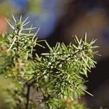 Needles of a juniper (Juniperus communis)