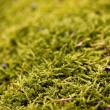 Mountain-fern moss (Hylocomium splendens)