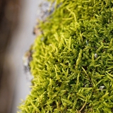 Mountain-fern moss (Hylocomium splendens)