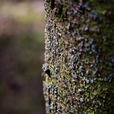 A pine's trunk