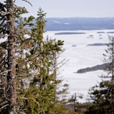 Firs in the Finnish national scenery at Koli