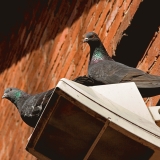 Rock pigeons (Columba livia)