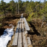 Walking boards at Valkmusa swamp