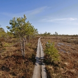 Walking boards at Valkmusa swamp