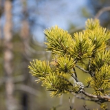 A branch of a pine