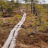 Walking boards at Valkmusa swamp