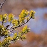 A pine's branch