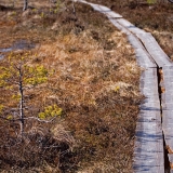 Walking boards at Valkmusa swamp