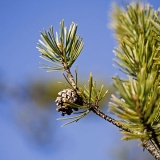 A pine branch and cone