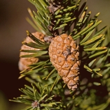 A pine cone