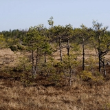 Pines at a swamp