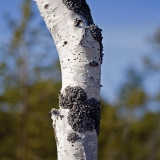 A birch