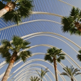 Palm trees at the garden of the art and science center