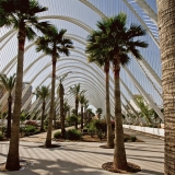 Palm trees at the garden of the art and science center