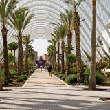 Palm trees at the garden of the art and science center