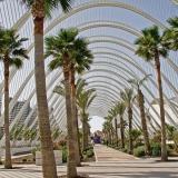 Palm trees at the garden of the art and science center