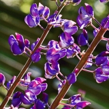 Garden lupin (Lupinus polyphyllus)