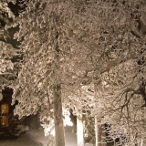 Snowy trees