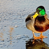 A duck on thin ice