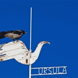 A magpie sitting on the weather vane of Ursula cafe